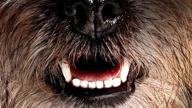 "Hangover" mit Hunden: Dieser Rap-Star ist die deutsche Stimme von Jamie Foxx in "Doggy Style"