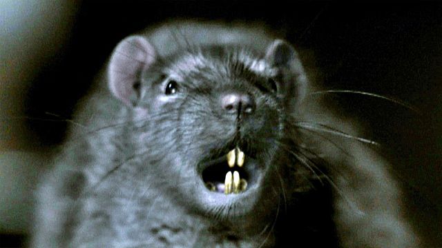 bild aus der news Rattenplage in New York: Neuer Horrorfilm vom Macher der "ES"-Serie "Welcome To Derry" in Arbeit