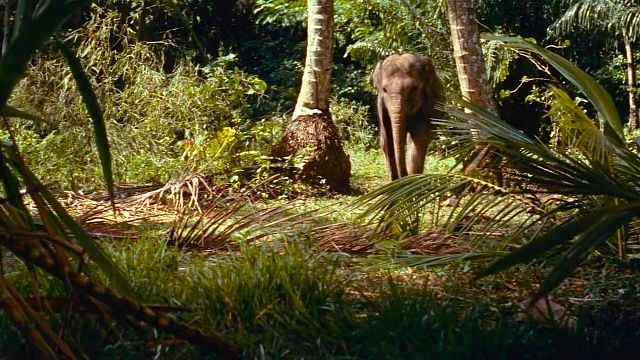 bild aus der news Heute Abend streamen: Ein zu Unrecht in Vergessenheit geratenes Abenteuer – tolle Naturbilder & jede Menge wilde Tiere!