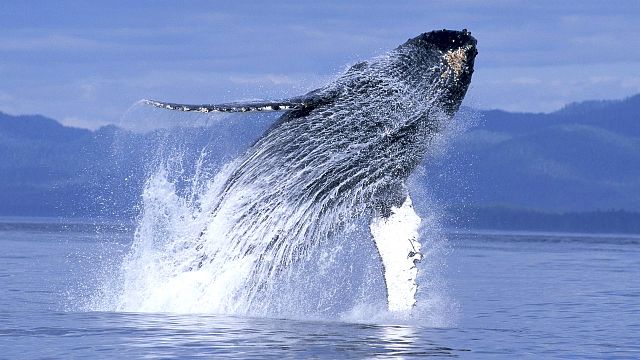 bild aus der news Wal verschluckt Mann: Survival-Abenteuer über außergewöhnlichen Überlebenskampf wird verfilmt – jetzt steht der Hauptdarsteller fest