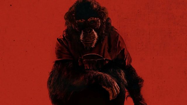 bild aus der news "Es war sofort absolut furchteinflößend": Wir sprechen mit dem "Primate"-Regisseur über Tierhorror und die Wucht von praktischen Effekten
