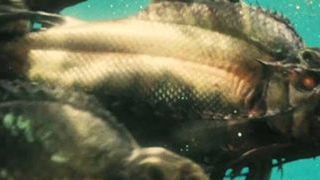 bild aus der news "Piranha 3D - The Sequel" bereits in Arbeit