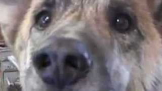 bild aus der news Auf den Hund gekommen: Populärer Youtube-Hit "Ultimate Dog Tease" wird verfilmt