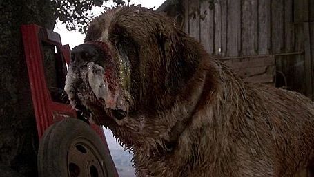 bild aus der news Vorsicht vor dem Hund: "Cujo"-Remake in Planung