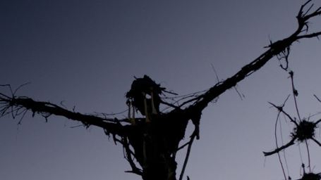 Vogelscheuche des Grauens im deutschen Trailer zu "Mr. Jones"