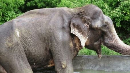 Geschichte des "weinenden Elefanten" Raju soll ins Kino kommen