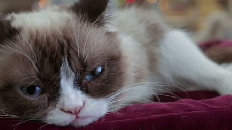 bild aus der news Der Film zum Internetphänomen: Erster Trailer zu "Grumpy Cat’s Worst Christmas Ever"