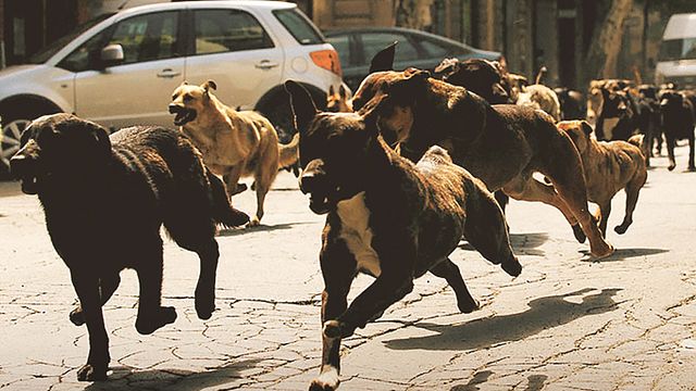 bild aus der news "White God": Erster Trailer zum preisgekrönten Hunde-Drama von Kornél Mundruczó