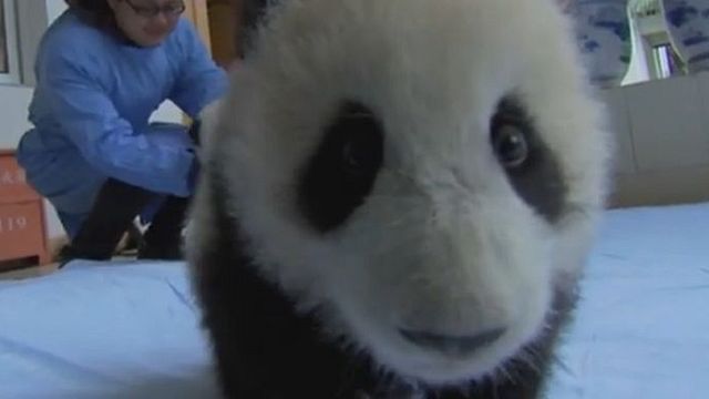 bild aus der news Ein ganzer Haufen Panda-Babys: Teaser zur Tierdoku-Serie "EARTH - A New Wild" 