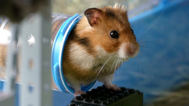 Deutsche Trailerpremiere zum Hamsterkrimi "Rettet Raffi!"