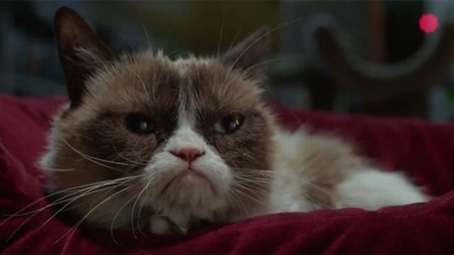 "Grumpy Cat’s miesestes Weihnachtsfest ever": Im deutschen Trailer gibt’s schlechte Laune unter den Baum