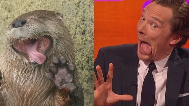 bild aus der news Gemeinsam mit Johnny Depp: Benedict Cumberbatch posiert mal wieder als Otter – und verprügelt einen Riesen-Teddybären