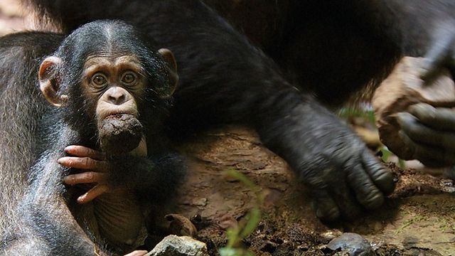 bild aus der news "Bubbles": Geschichte über einen von Michael Jackson adoptierten Baby-Affen gilt als das heißeste Drehbuch in Hollywood