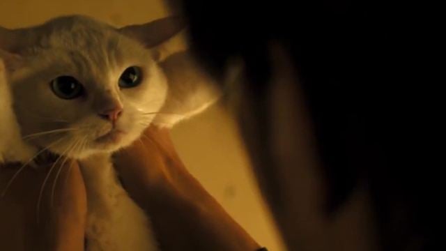 "Samurai Cat": Erster Trailer zur Samurai-Komödie mit einer niedlichen Katze