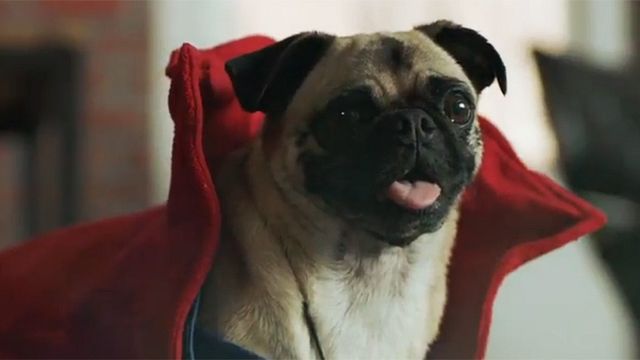 bild aus der news Avengers auf vier Pfoten: "Doctor Strange"-Star Benedict Cumberbatch stellt die Hundeversionen der Marvel-Helden vor