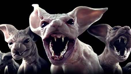 bild aus der news Nacktes Grauen im Trailer zu "Moggy Creatures": Killer-Nacktkatzen ermorden ihre Herrchen