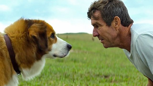 bild aus der news Gleich zwei deutsche Trailer zu Lasse Hallströms "Bailey - Ein Freund fürs Leben" über einen Hund, der wiedergeboren wird