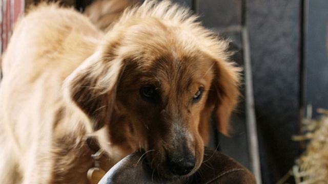 Nach Tierquälerei-Skandal: Premiere und Pressetermine zu "Bailey - Ein Freund fürs Leben" abgesagt