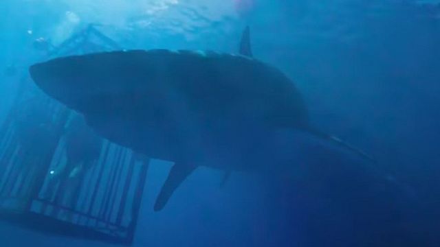 bild aus der news Auf Tauchfühlung mit tödlichen Fischen: Im Trailer zu "47 Meters Down" sind zwei Frauen in einem Haikäfig gefangen