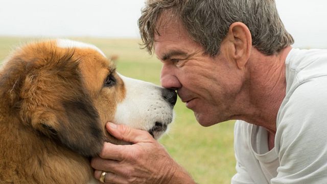 bild aus der news "Bailey - Ein Freund fürs Leben": Viel diskutierter Hundefilm bekommt Fortsetzung spendiert