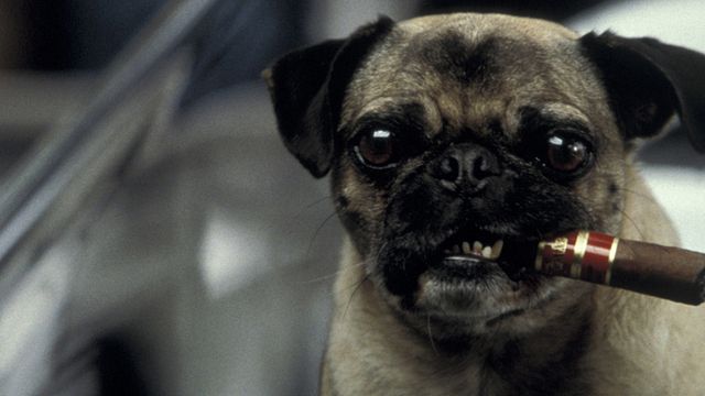 bild aus der news Was macht eigentlich... der Mops aus "Men In Black"?