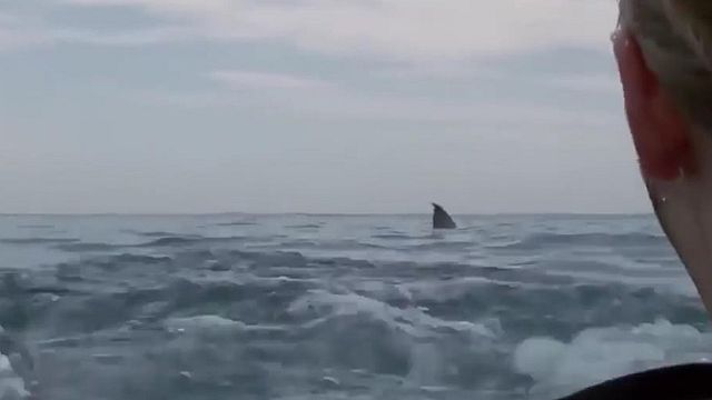 bild aus der news Hai-Alarm: Der erste Trailer zum Found-Footage-Horror "Open Water 3: Cage Dive"