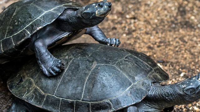 #WTF: So haben zwei fickende Schildkröten maßgeblich zu einem Oscar-Sieg beigetragen!