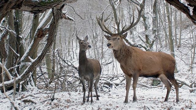 bild aus der news "Körper und Seele": Deutsche Trailerpremiere zum Berlinale-Gewinner 2017