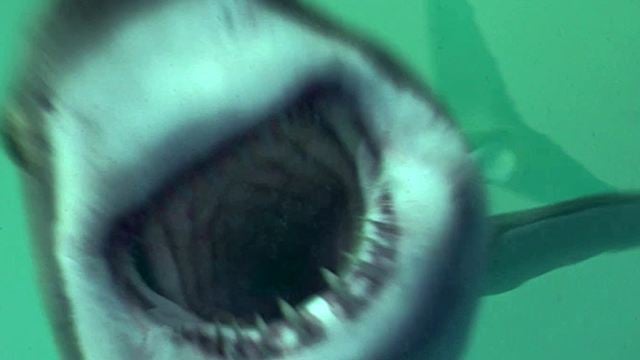 "Open Water: Cage Dive": Deutsche Trailerpremiere zum Hai-Horror auf hoher See