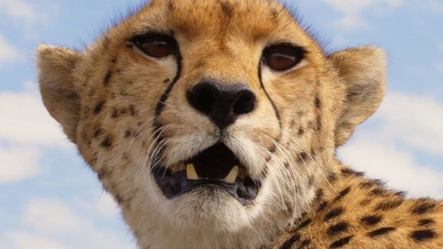 "Maleika": Bewegender Trailer zur Geparden-Dokumentation von Matto Barfuss
