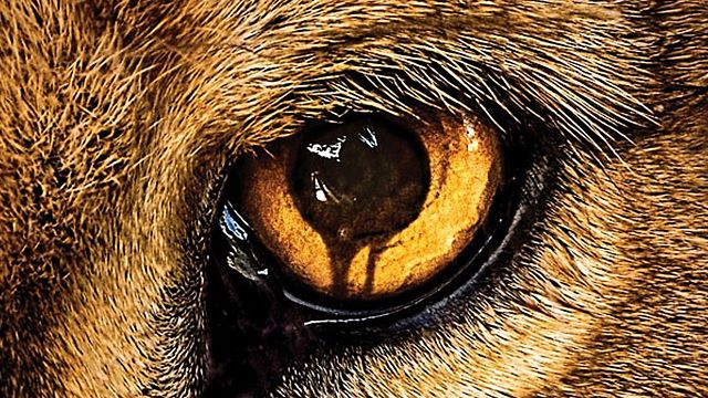 bild aus der news Ende der Tierrevolution: "Zoo" wird nach der 3. Staffel abgesetzt