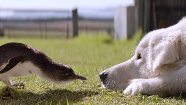 "Oddball - Retter der Pinguine": In der deutschen Trailerpremiere wird eine Hündin zur Vogel-Beschützerin