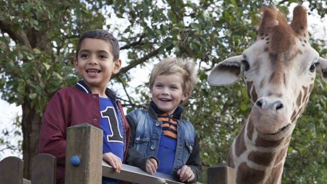 Exklusiv zuerst bei uns: Der deutsche Trailer zum Kinderfilm "Mein Freund, die Giraffe"