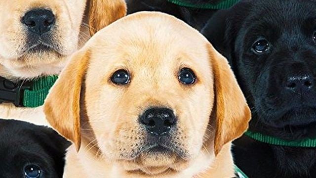 Im Trailer zu "Pick Of The Litter" werden süße Hundewelpen zu Begleithunden ausgebildet