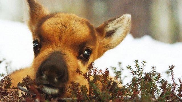 bild aus der news "Ailos Reise": Deutscher Trailer zum vielleicht schönsten und süßesten Tierfilm 2019