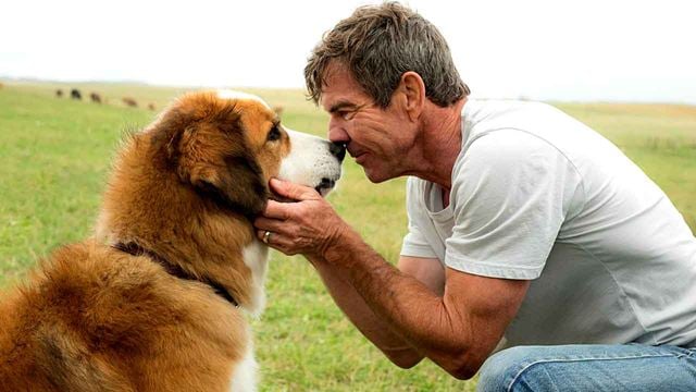 Trailer zu "Bailey – Ein Freund fürs Leben 2": Wiedergeborener Hund mit neuer Aufgabe!