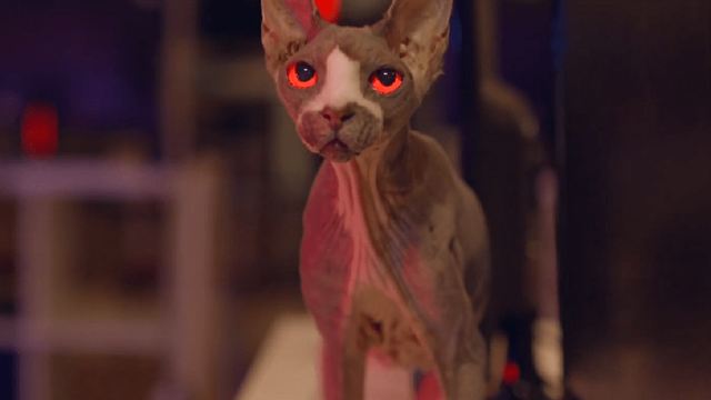 Mit einer Terror-Nacktkatze: Trailer zum Billig-"Friedhof der Kuscheltiere" "Pet Graveyard"