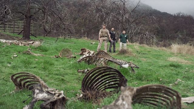 Verrückter Creature-Feature-Trash: Im Trailer zu "Zoombies 2" sinnen untote Viecher auf Rache