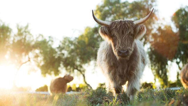 Der tierische deutsche Trailer zum Kinofilm "Unsere große kleine Farm" ist "frische Luft für die Seele"