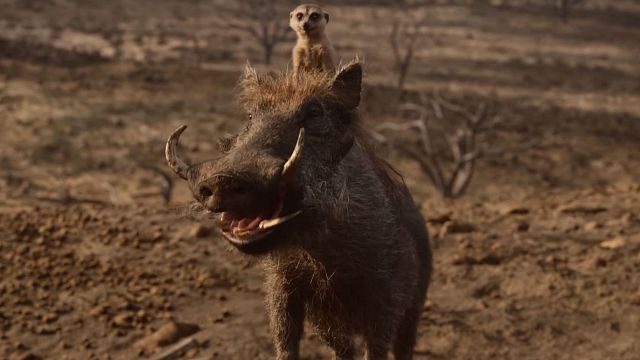 bild aus der news "König der Löwen"-Remake: Timon und Pumbaa retten im neuen Trailer den Tag