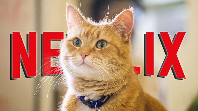bild aus der news Neu bei Netflix: Katzen-Content und "Bond"-Bösewicht Christoph Waltz beim virtuellen Therapeuten