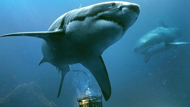 Gleich zwei völlig abgefahrene Hai-Horrorfilme in Arbeit: "Hai vs. Mensch + Wal" und "Hai vs. Wohnwagen"!