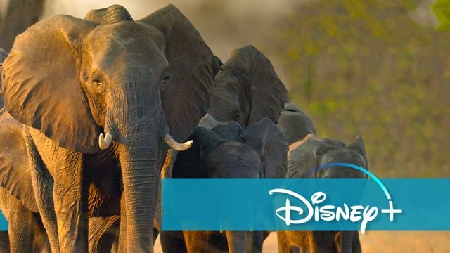 Highlights für Tierfreunde: Disney+ stockt sein Programm gewaltig auf