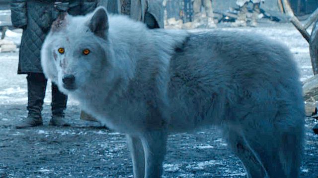 bild aus der news "Game Of Thrones"-Produzent gesteht: Die Wölfe sollten richtig wichtig werden