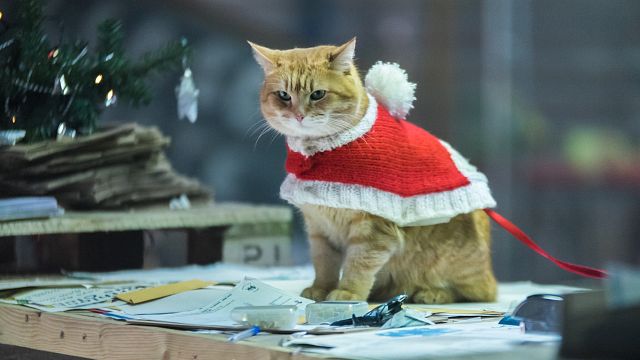 bild aus der news Deutscher Trailer zu "Ein Geschenk von Bob": Der Kater kommt zurück ins Kino