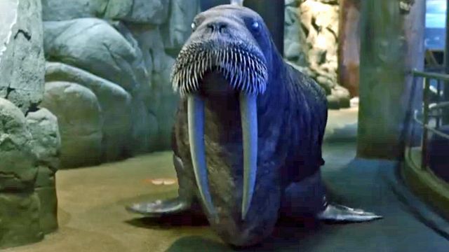 bild aus der news Walross, Oktopus & Seestern (!) als blutrünstige Zombies: Trailer zum Horror-Spaß "Aquarium Of The Dead"