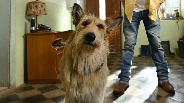 bild aus der news Die wichtigste Frage zum "Kaiserschmarrndrama": Wie schafft man es, dass ein Hund derart bekifft in die Kamera schaut?