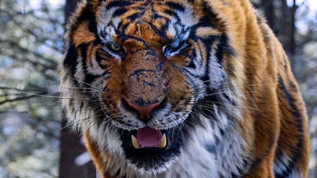Mit 7 (!) Jahren Verspätung: Bestialisches Action-Epos startet endlich in Deutschland – Deutscher Trailer zu "The Tiger"