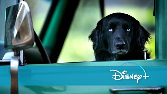 Neu auf Disney+: Die überraschende Fortsetzung eines Kino-Highlights von 2019