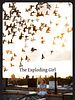 Poster der The Exploding Girl
